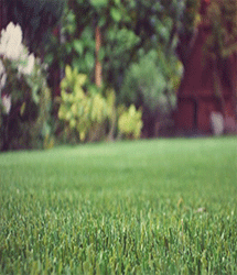 artificial grass by quickgrass