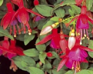 Garden Fuscia